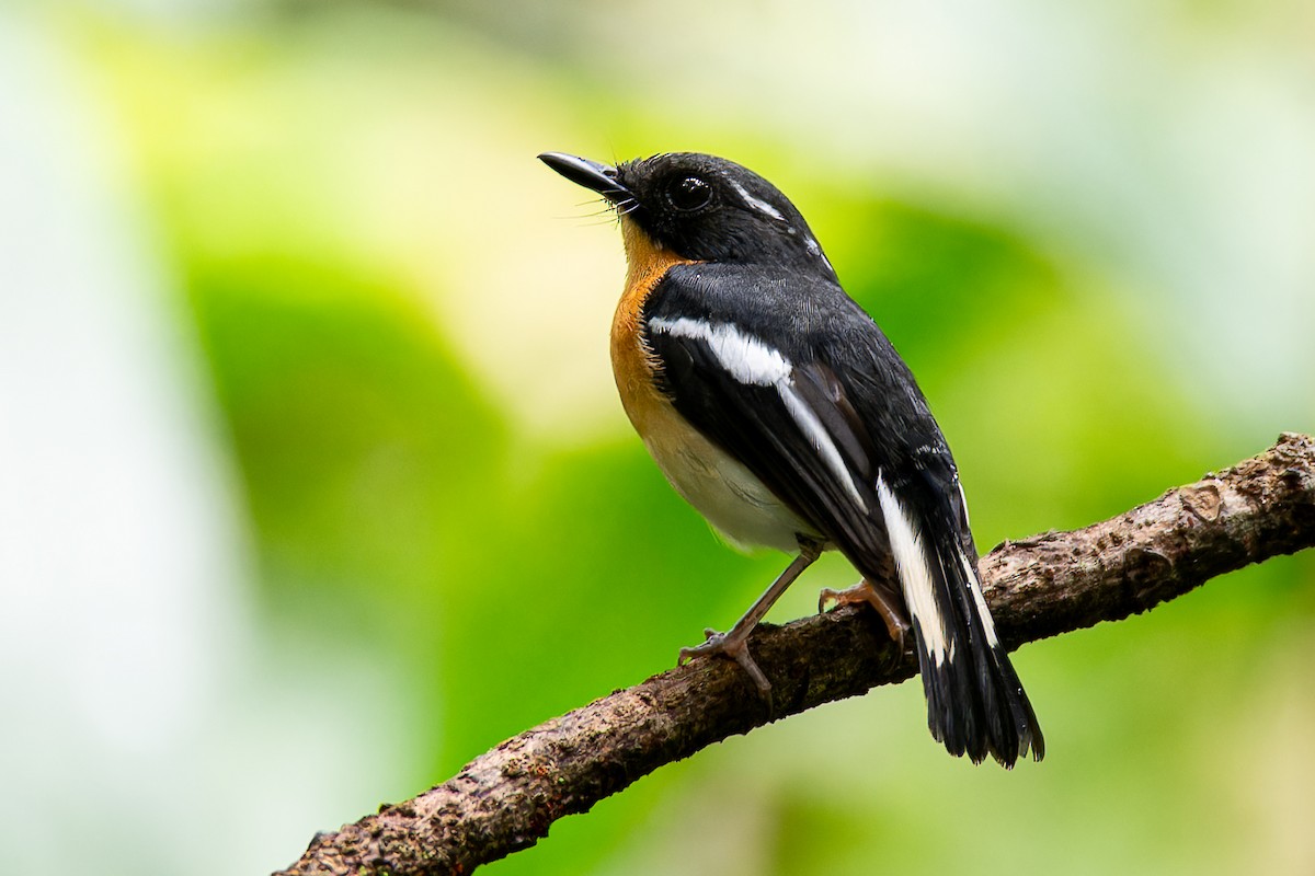 Rufous-chested Flycatcher - ML636221699