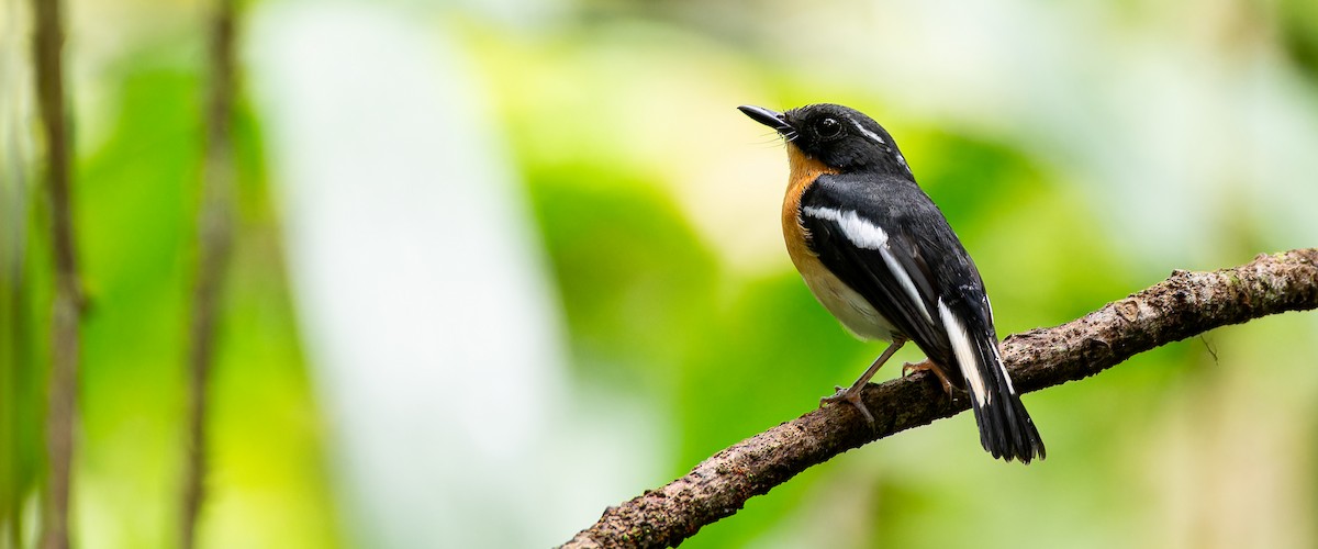Rufous-chested Flycatcher - ML636221701