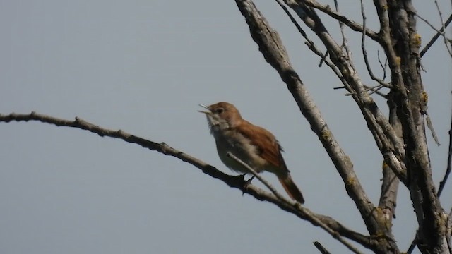 Common Nightingale - ML636221717