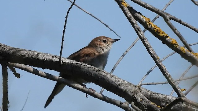 Common Nightingale - ML636221718