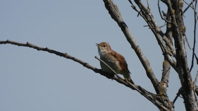Common Nightingale - ML636221719