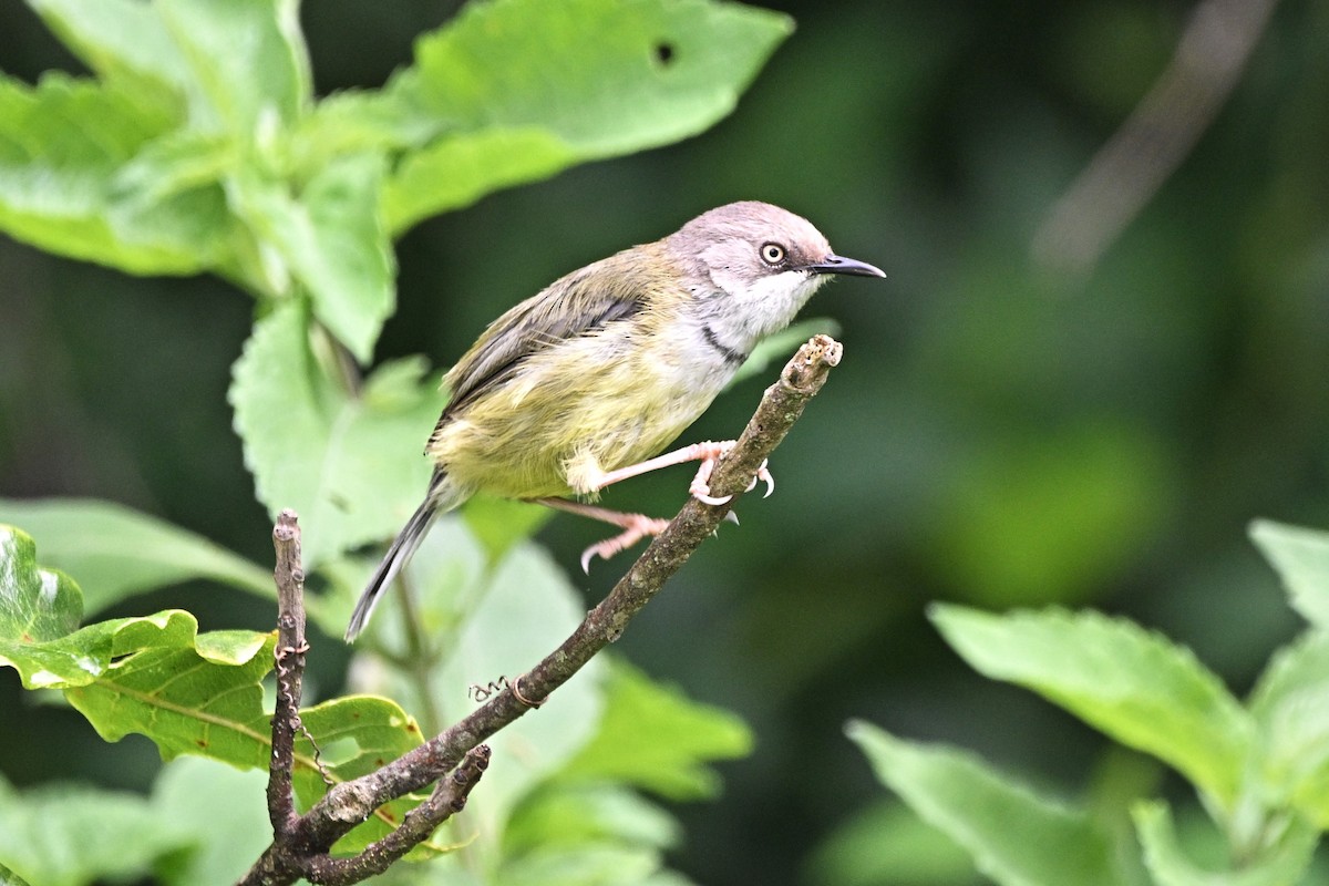 Bar-throated Apalis - ML636221747