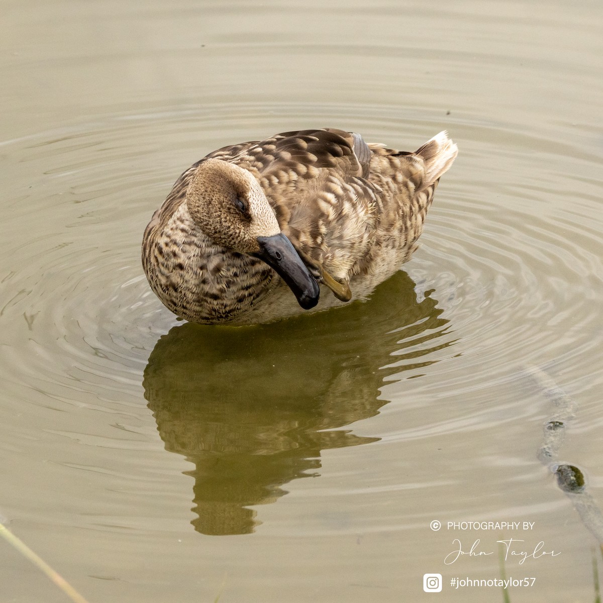 Marbled Duck - ML636221755