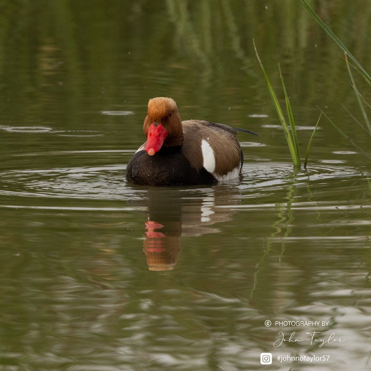 Red-crested Pochard - ML636221764