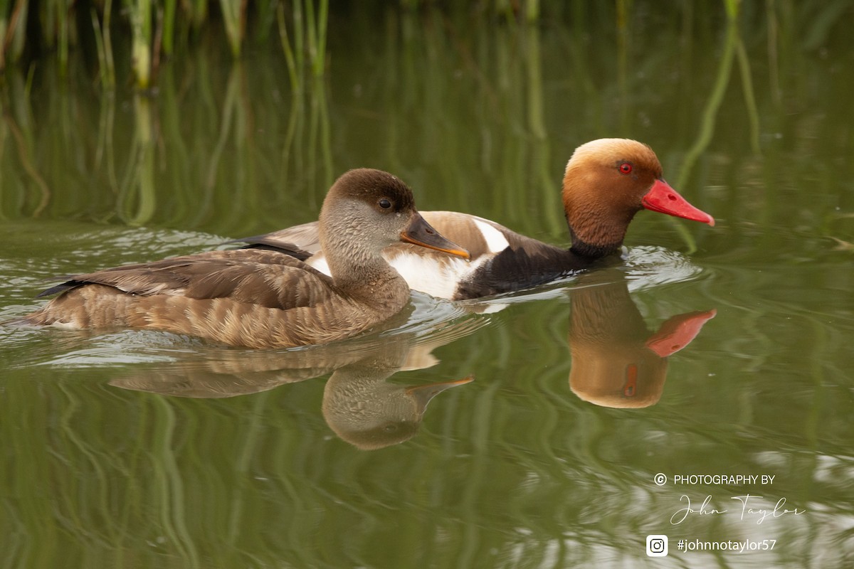Red-crested Pochard - ML636221771