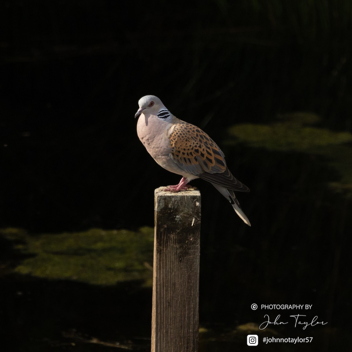 European Turtle-Dove - ML636221779