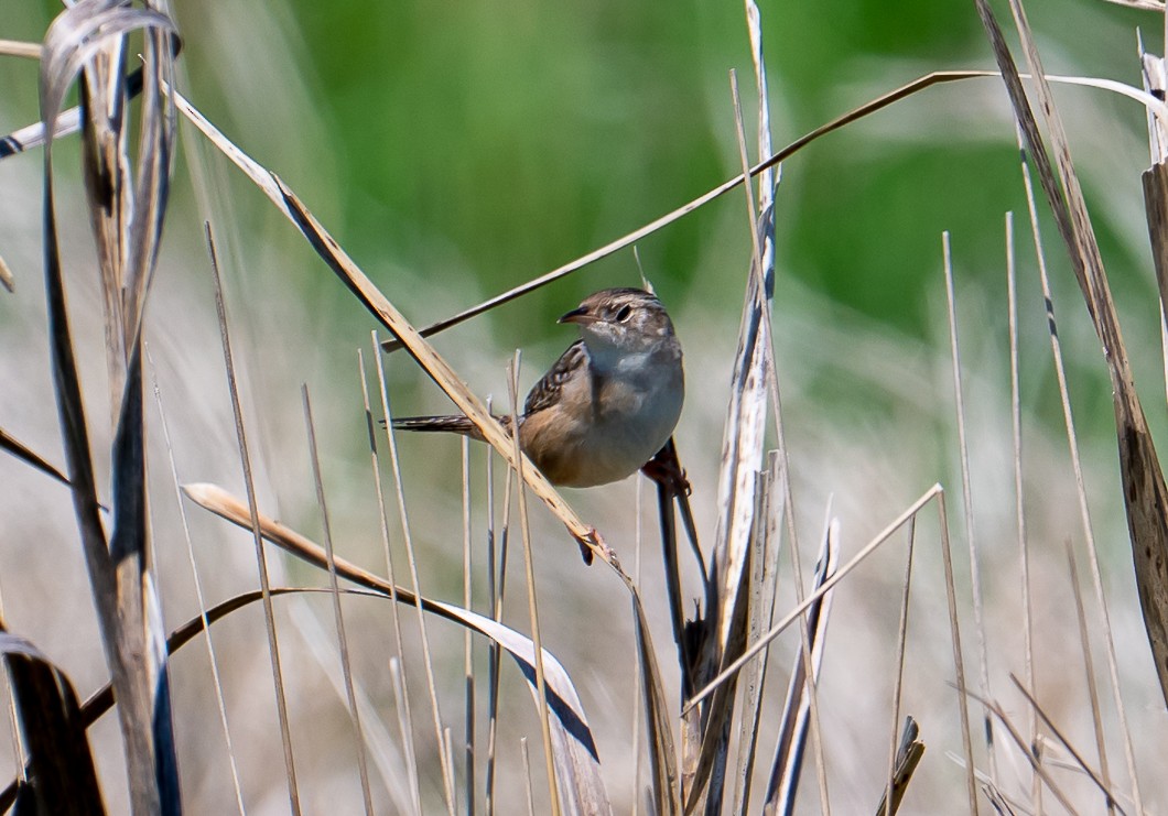 Sedge Wren - ML636221802