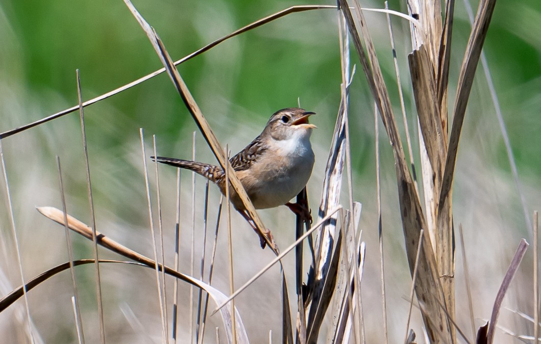 Sedge Wren - ML636221803