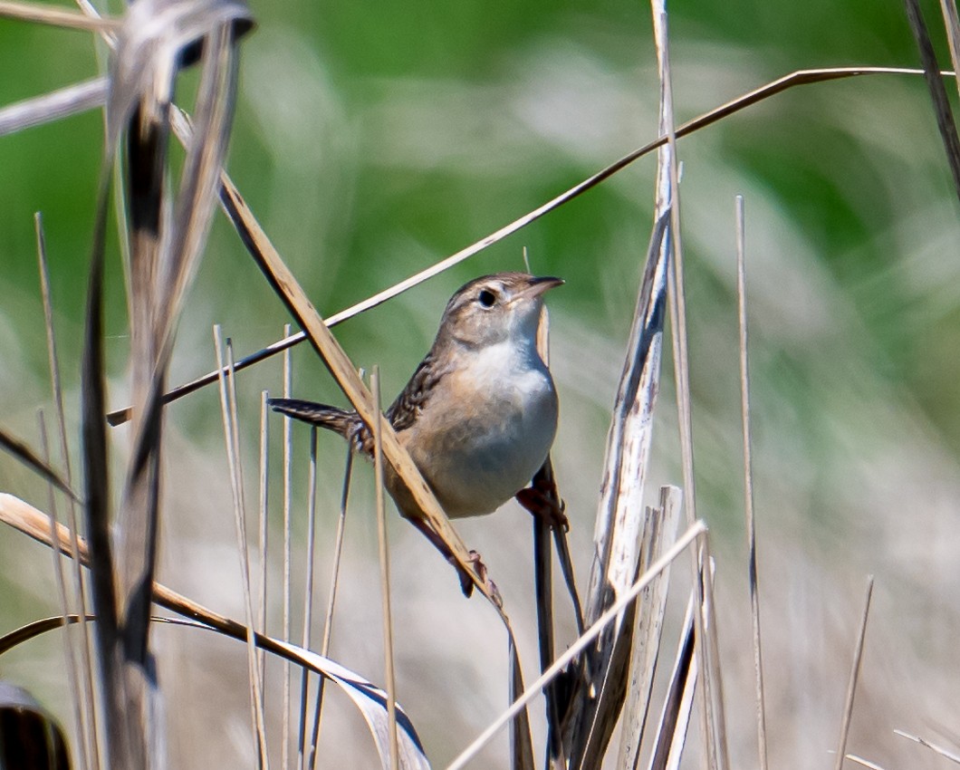 Sedge Wren - ML636221804