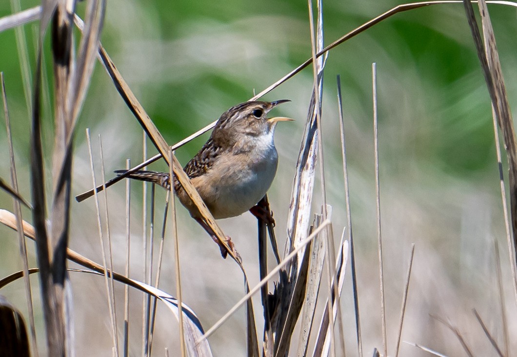 Sedge Wren - ML636221805