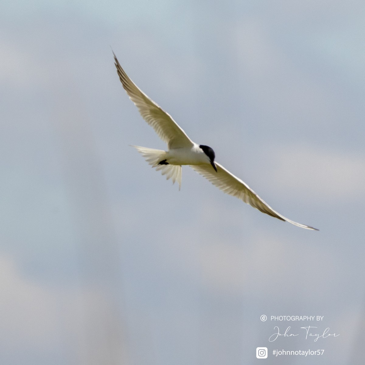 Gull-billed Tern - ML636221838