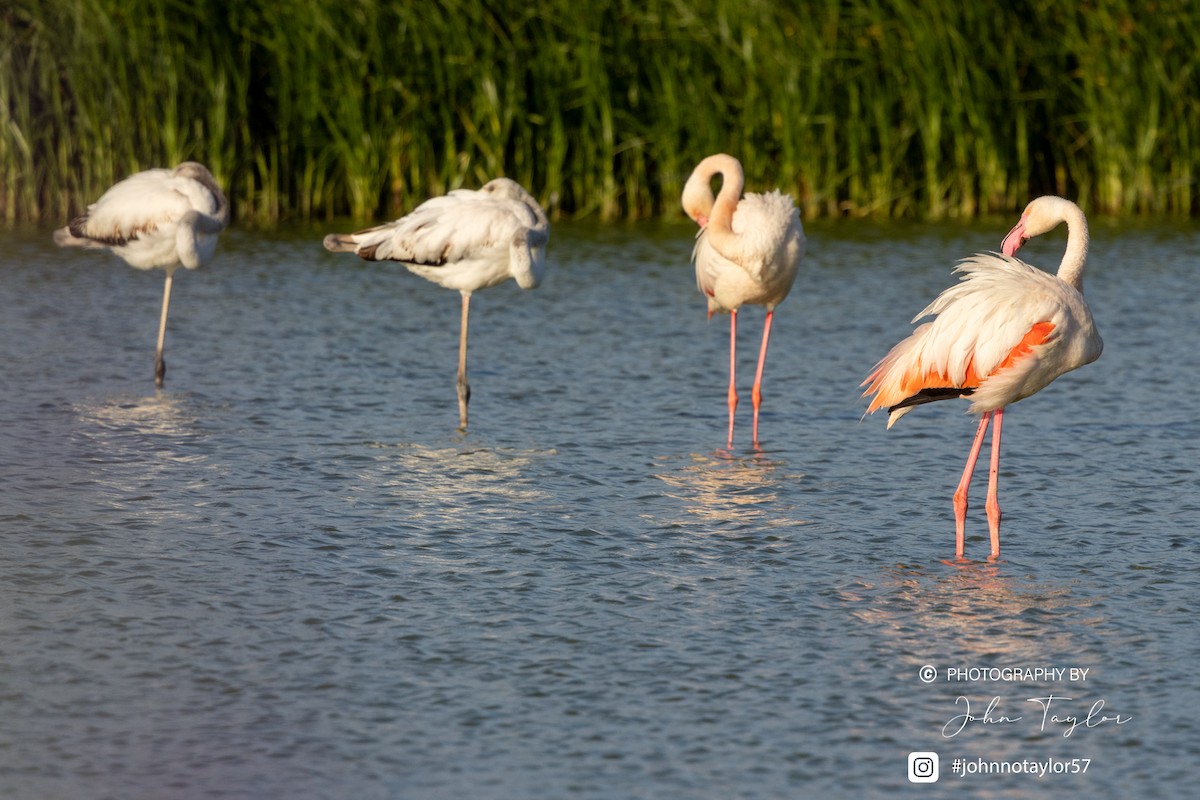 Greater Flamingo - ML636221839