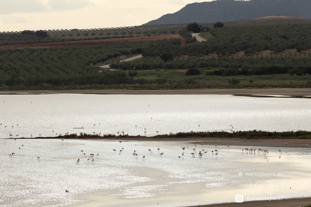 Greater Flamingo - ML636221842
