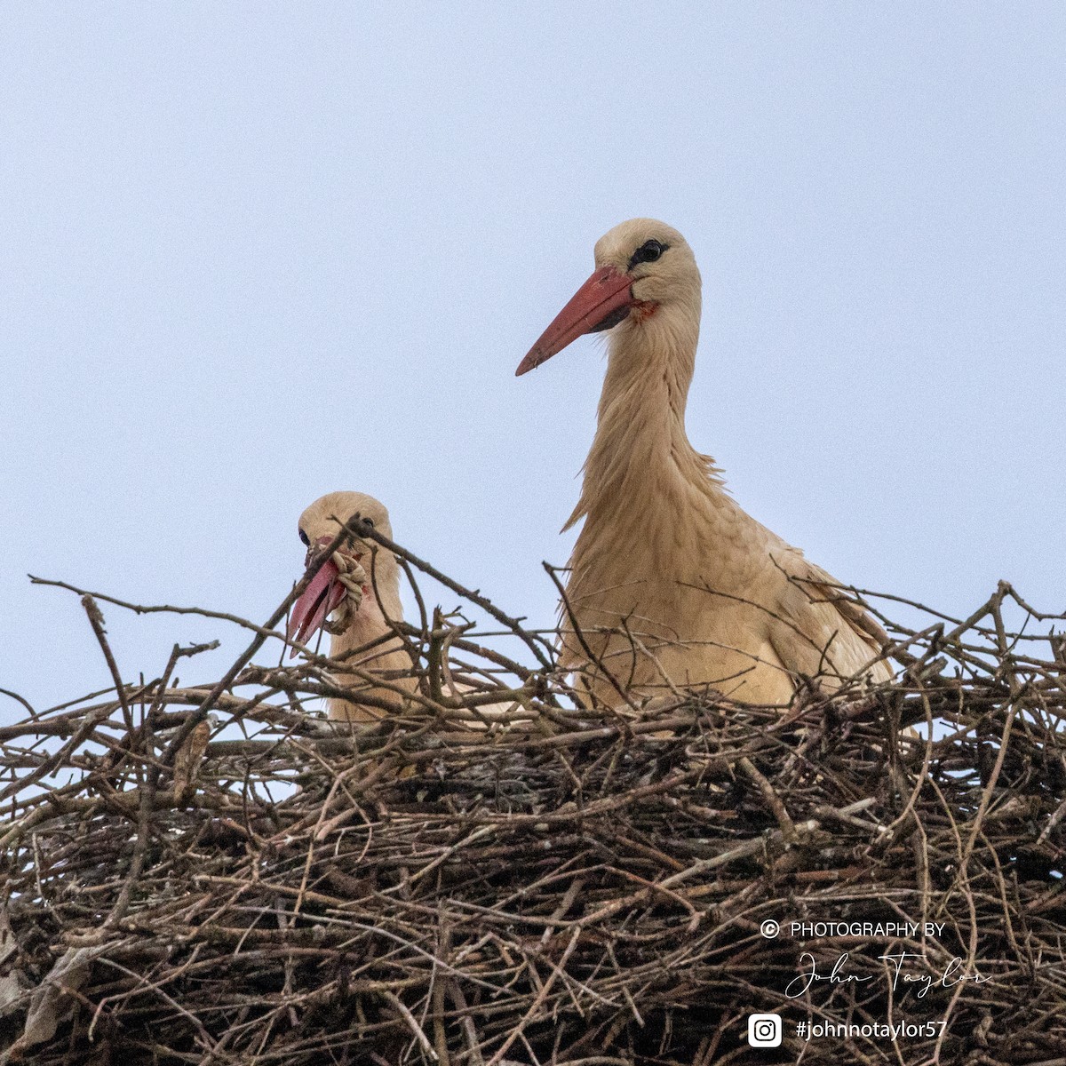 White Stork - ML636221846
