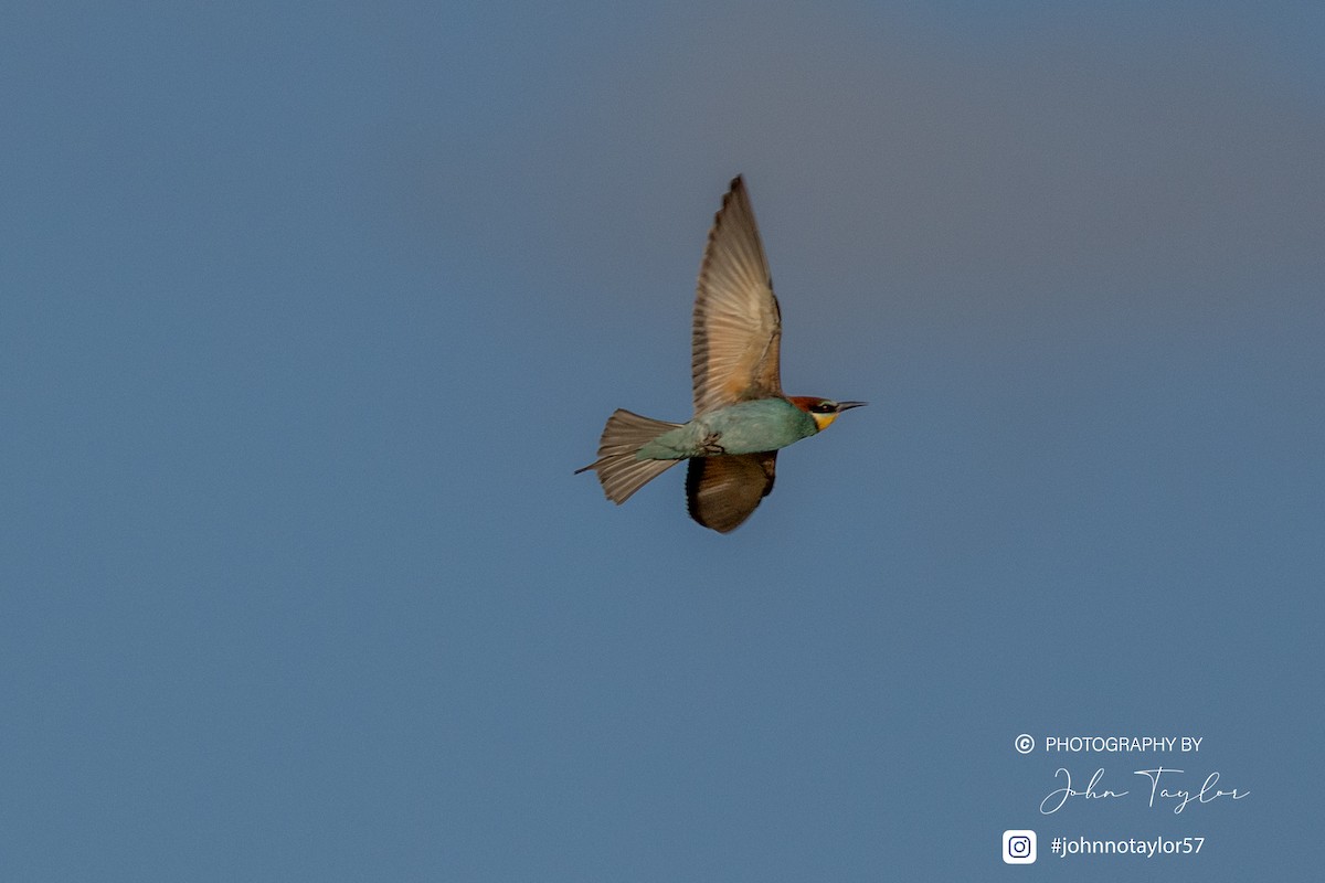 European Bee-eater - ML636221871