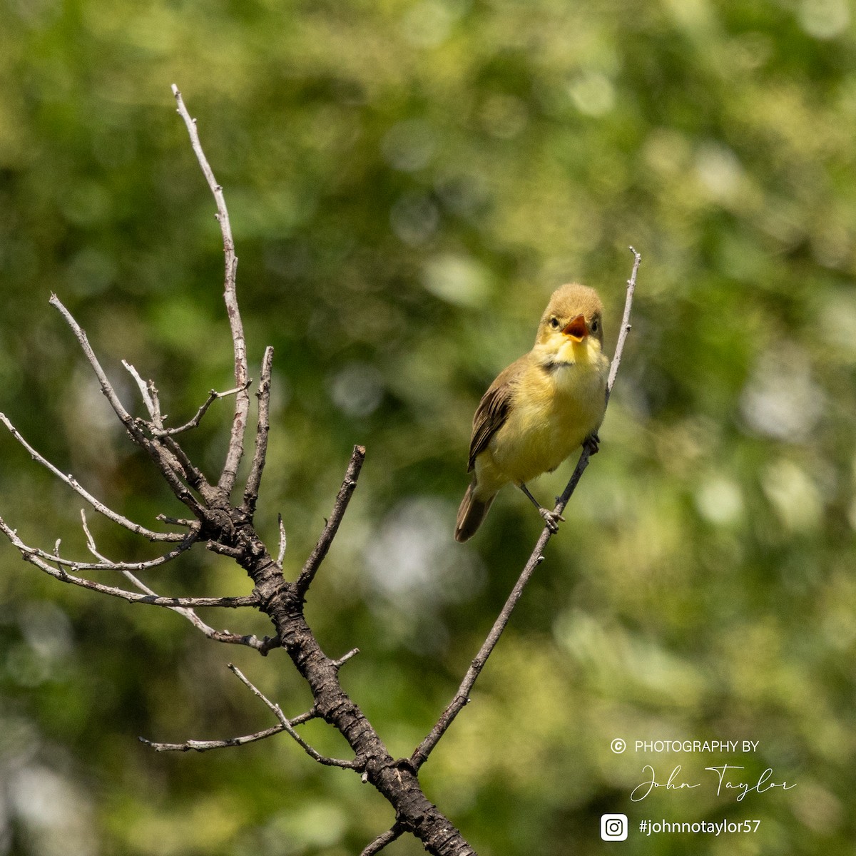 Melodious Warbler - ML636221921