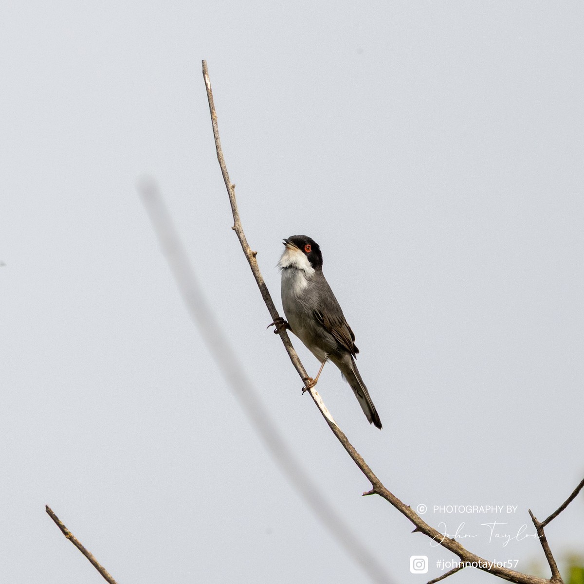 Sardinian Warbler - ML636221932