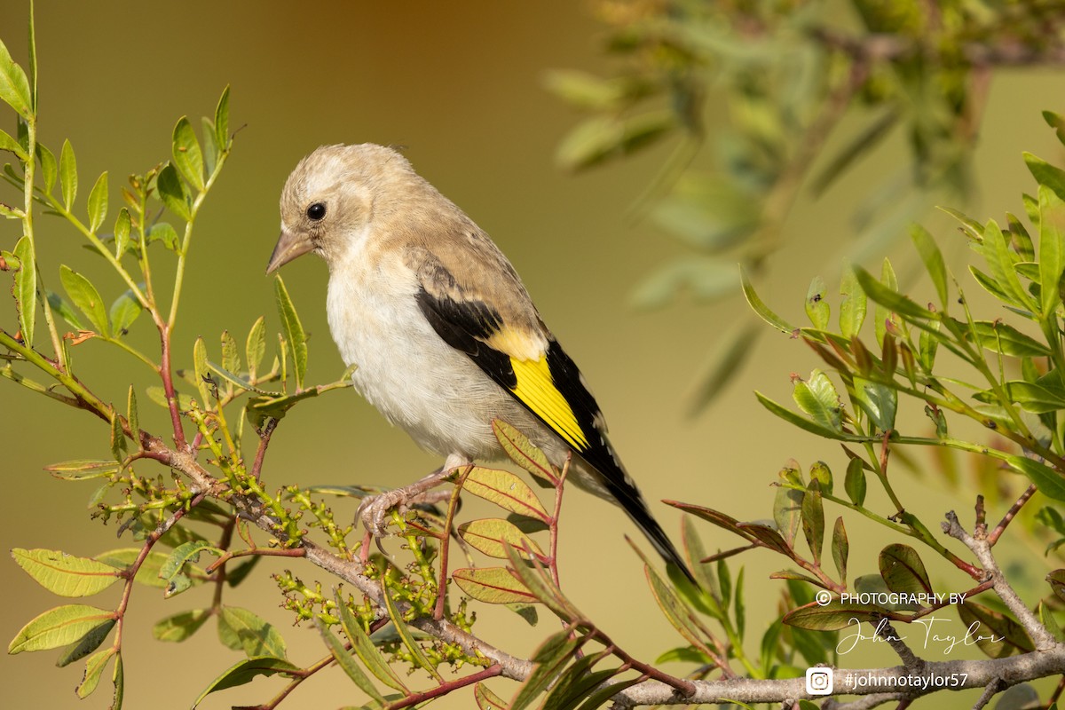 European Goldfinch - ML636221945