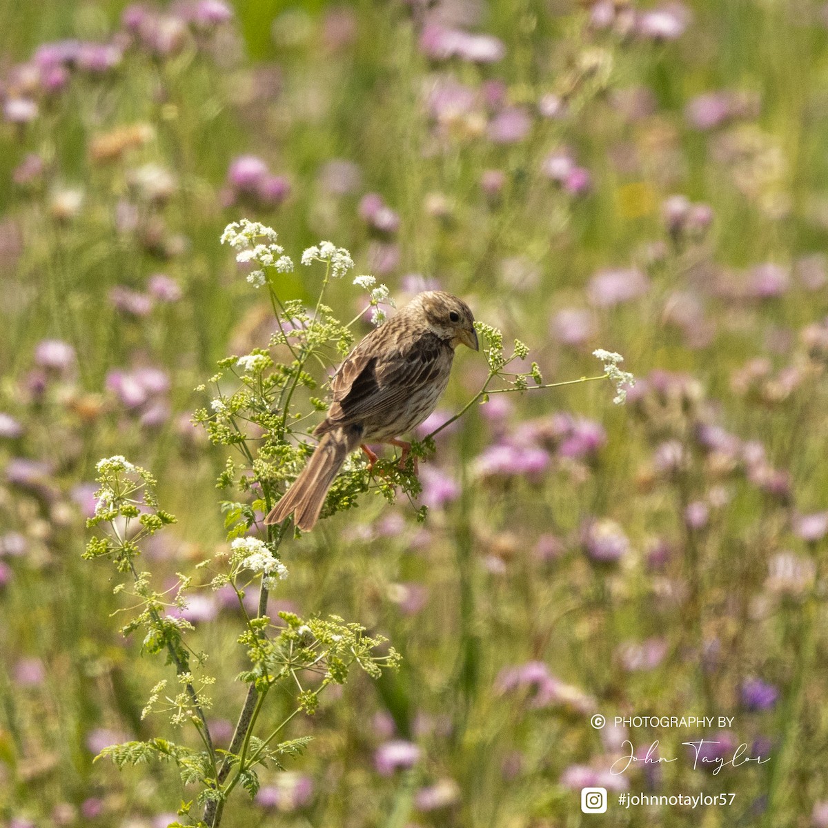 Corn Bunting - ML636221951