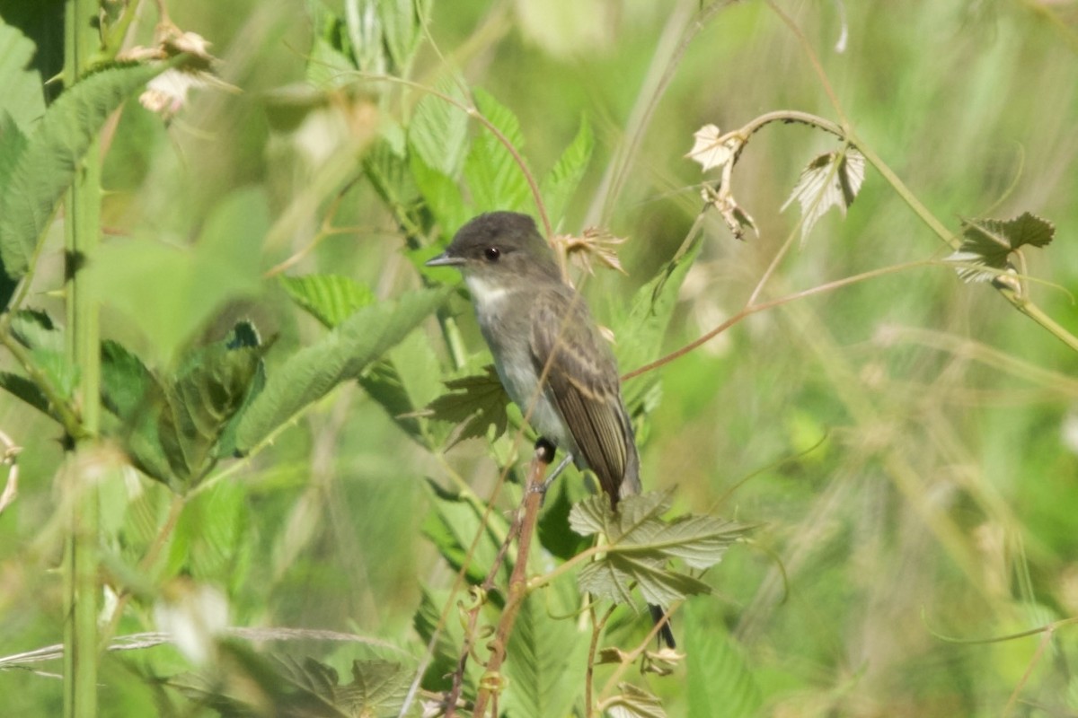Eastern Phoebe - ML636222044