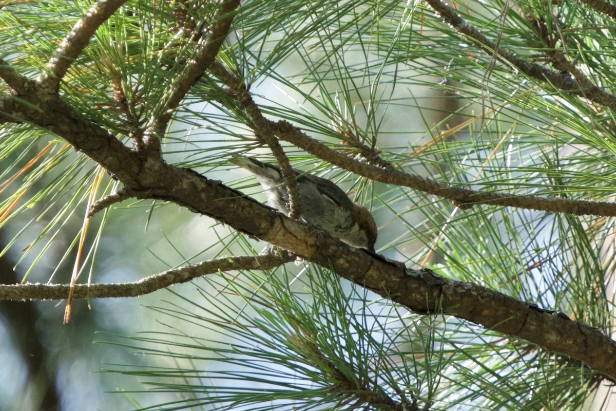 Brown-headed Nuthatch - ML636222053