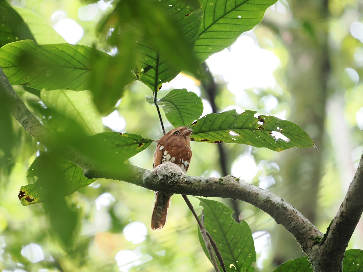 Bornean Frogmouth - ML636222131