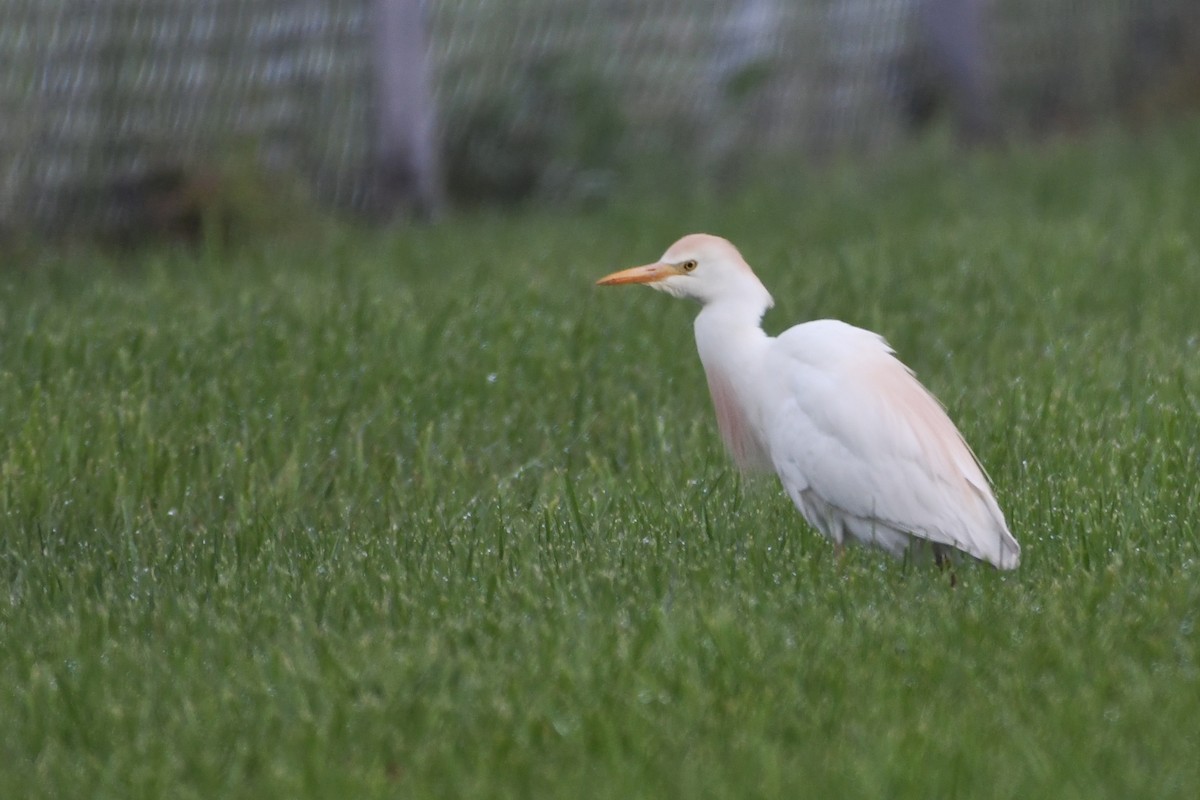Western Cattle-Egret - ML636222191