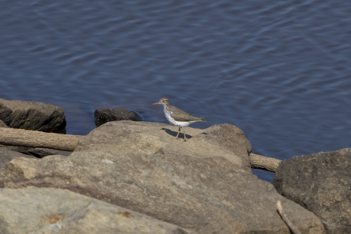 Spotted Sandpiper - ML636222227
