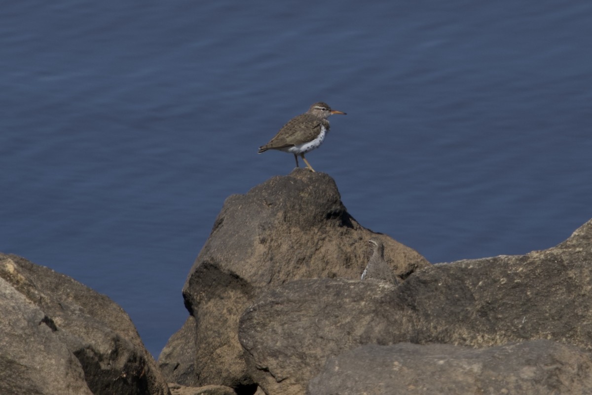 Spotted Sandpiper - ML636222228