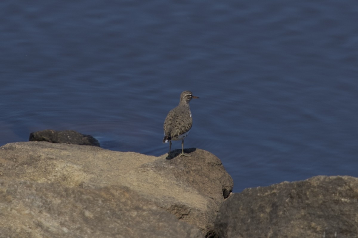Spotted Sandpiper - ML636222229