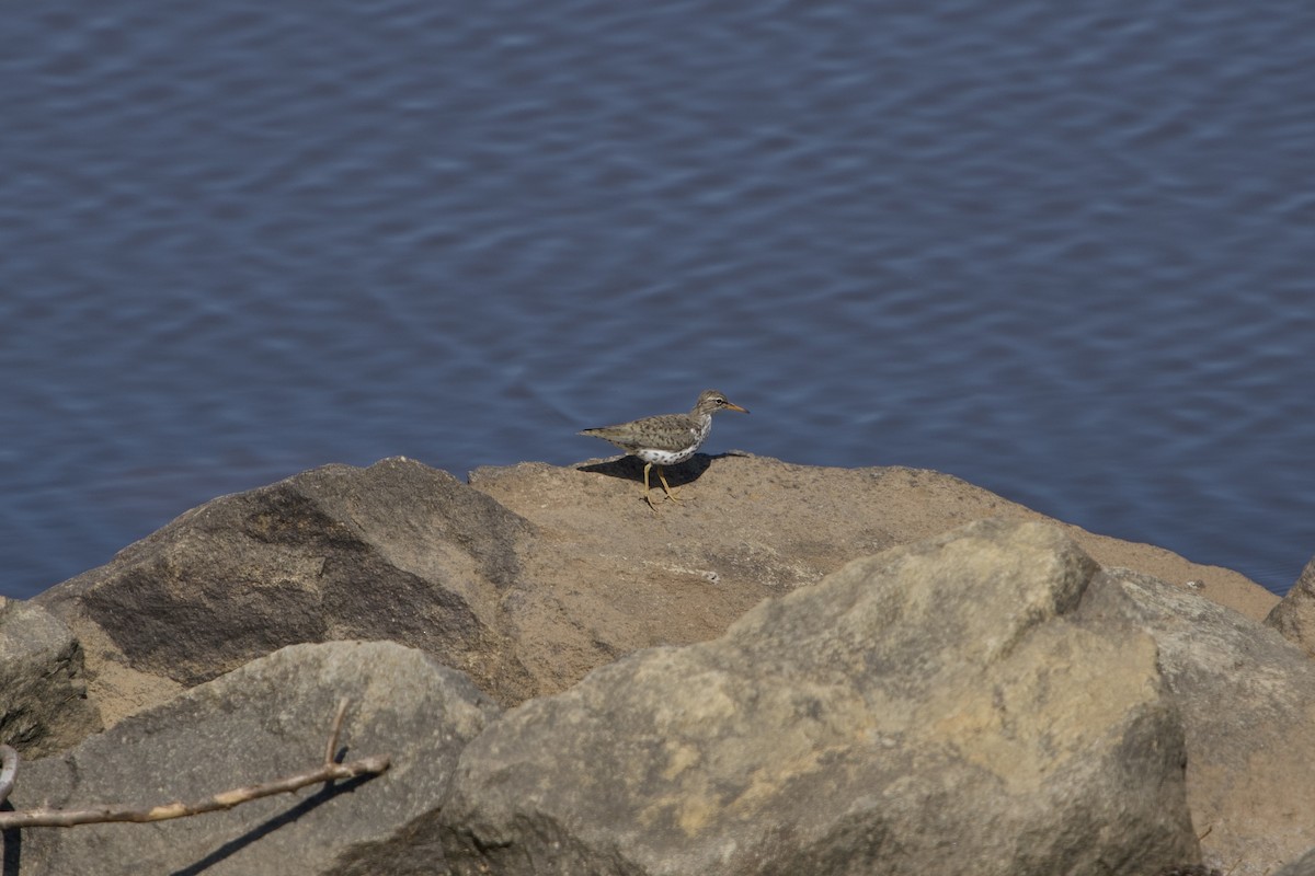 Spotted Sandpiper - ML636222230