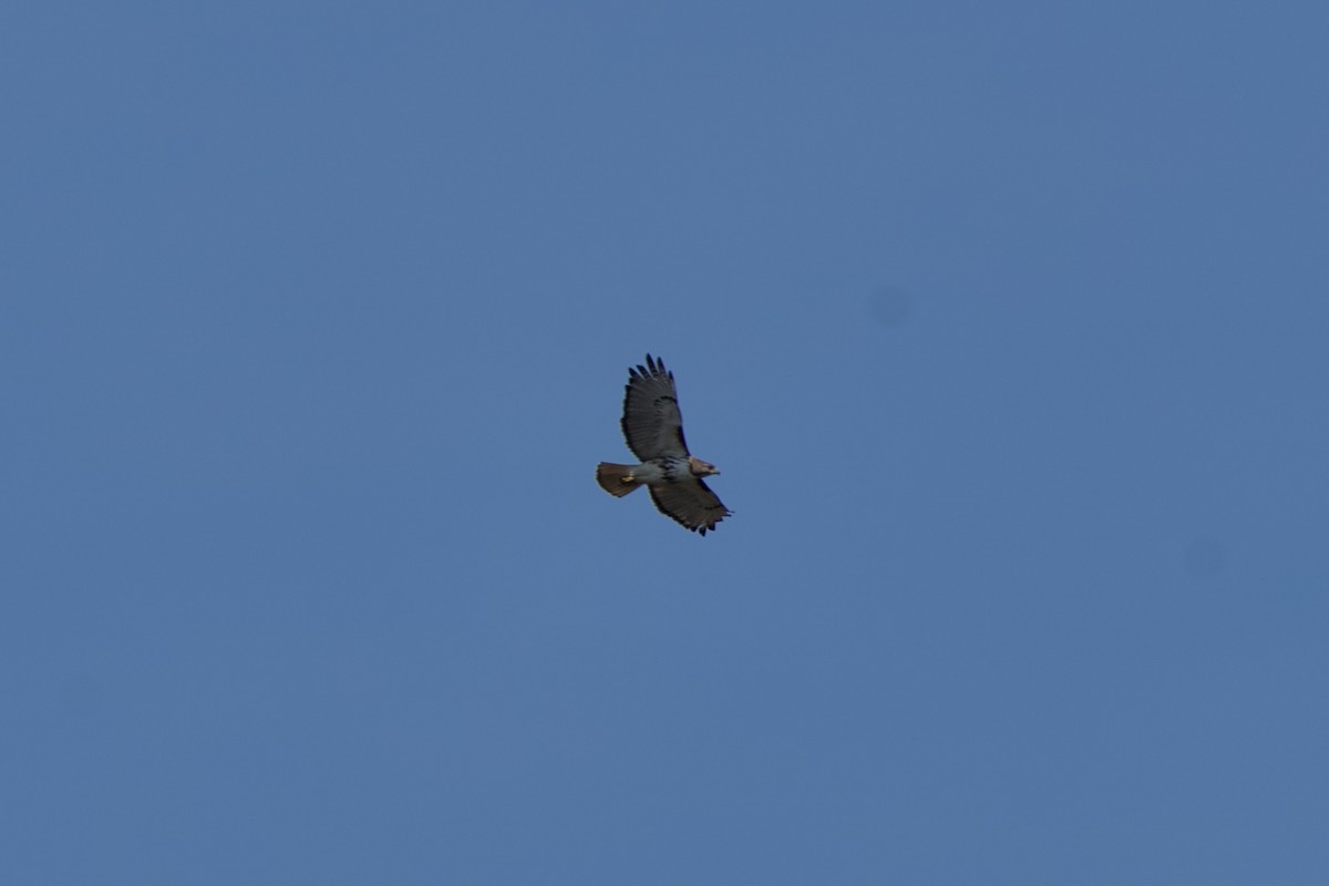Red-tailed Hawk - ML636222283