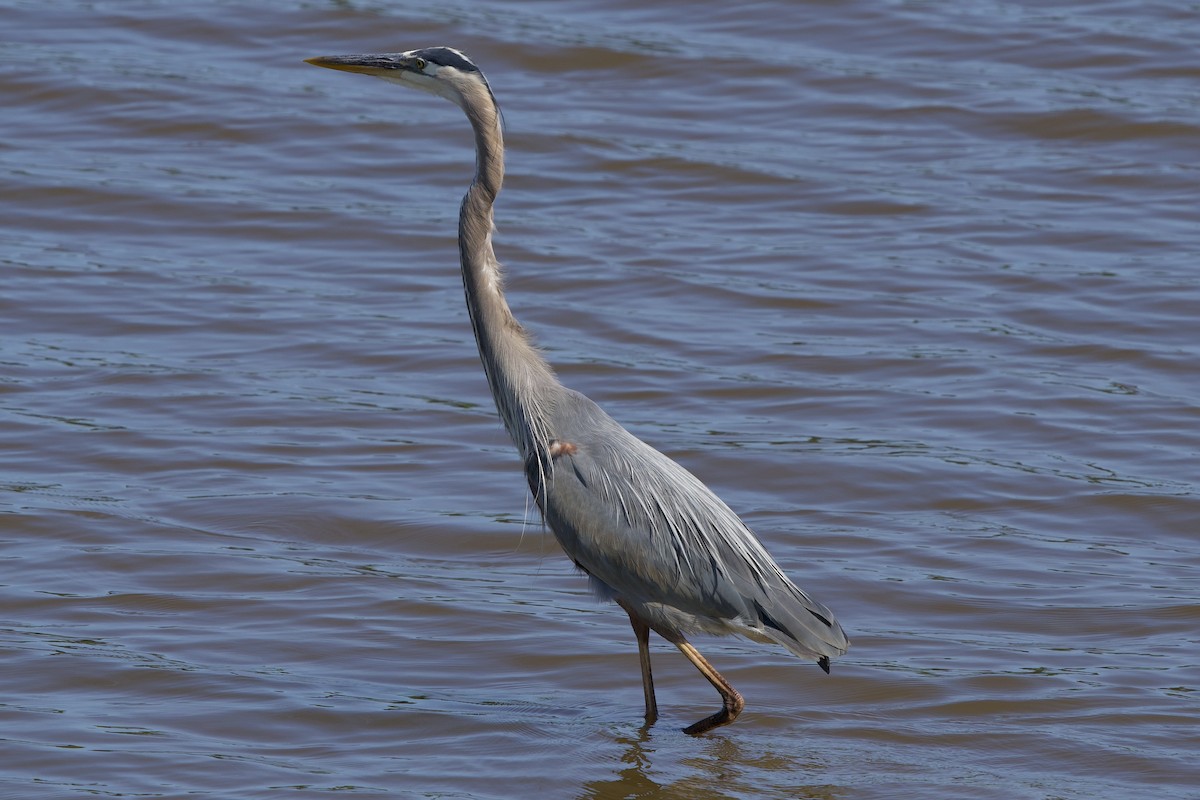 Great Blue Heron - ML636222306