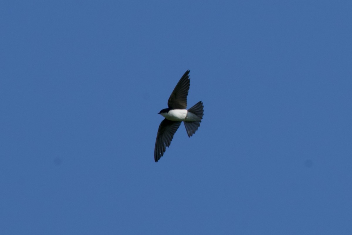 Tree Swallow - ML636222311