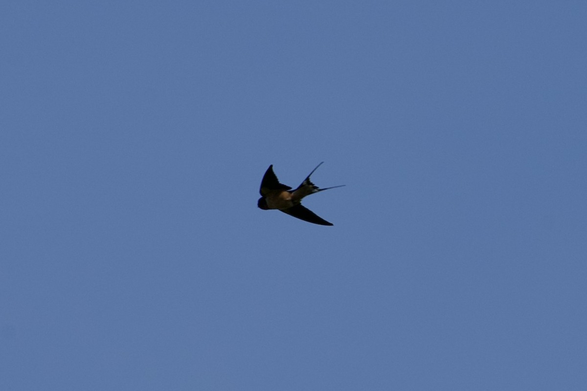 家燕 - ML636222317