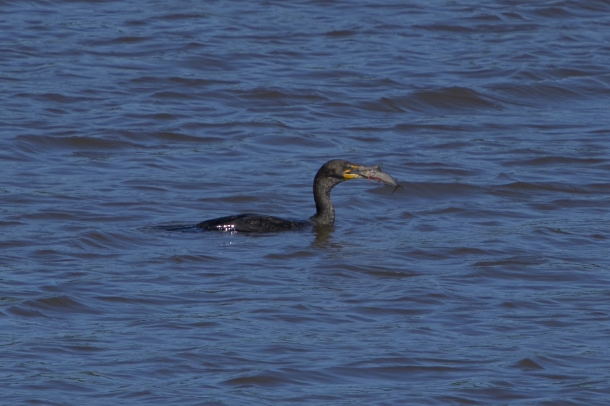 Double-crested Cormorant - ML636222326