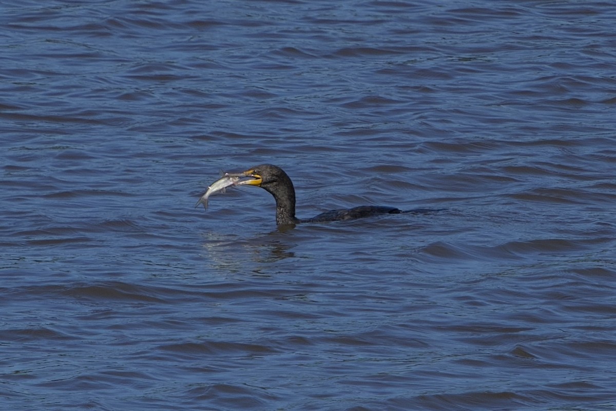 Double-crested Cormorant - ML636222327
