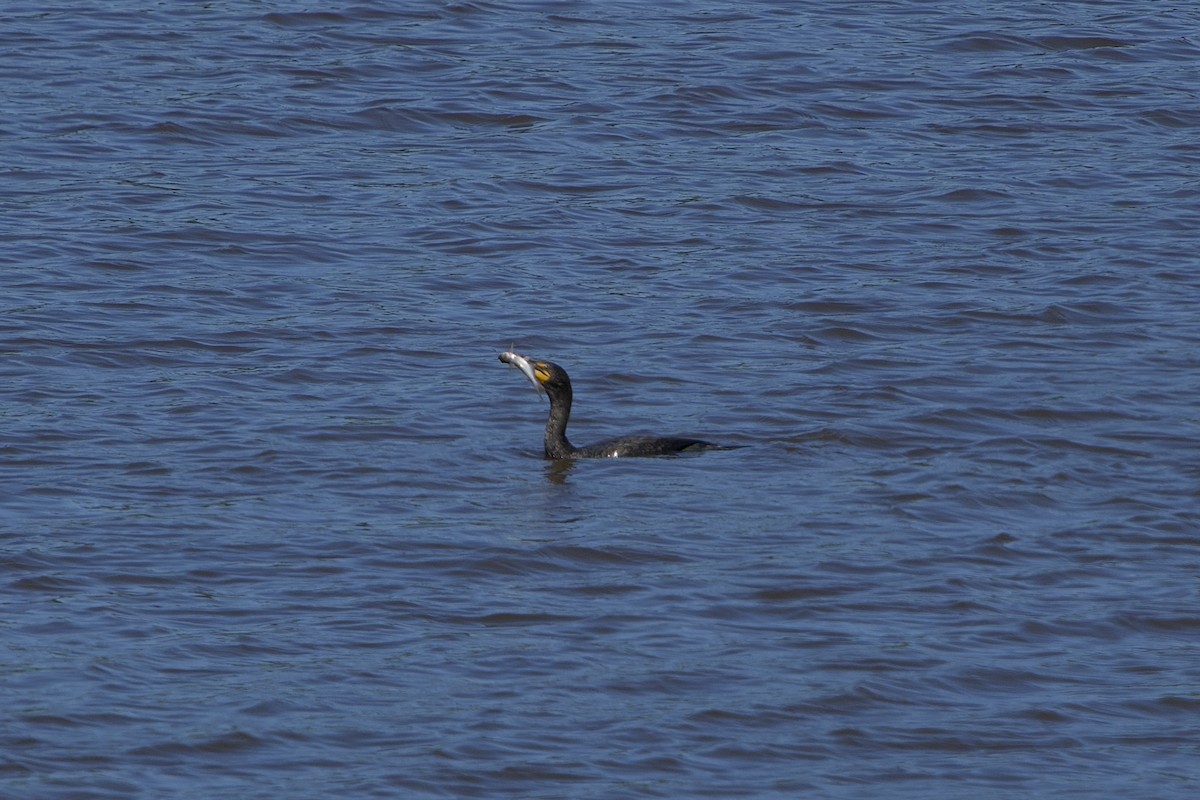 Double-crested Cormorant - ML636222328