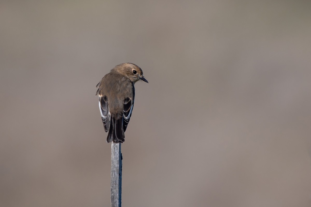 Flame Robin - ML636222392