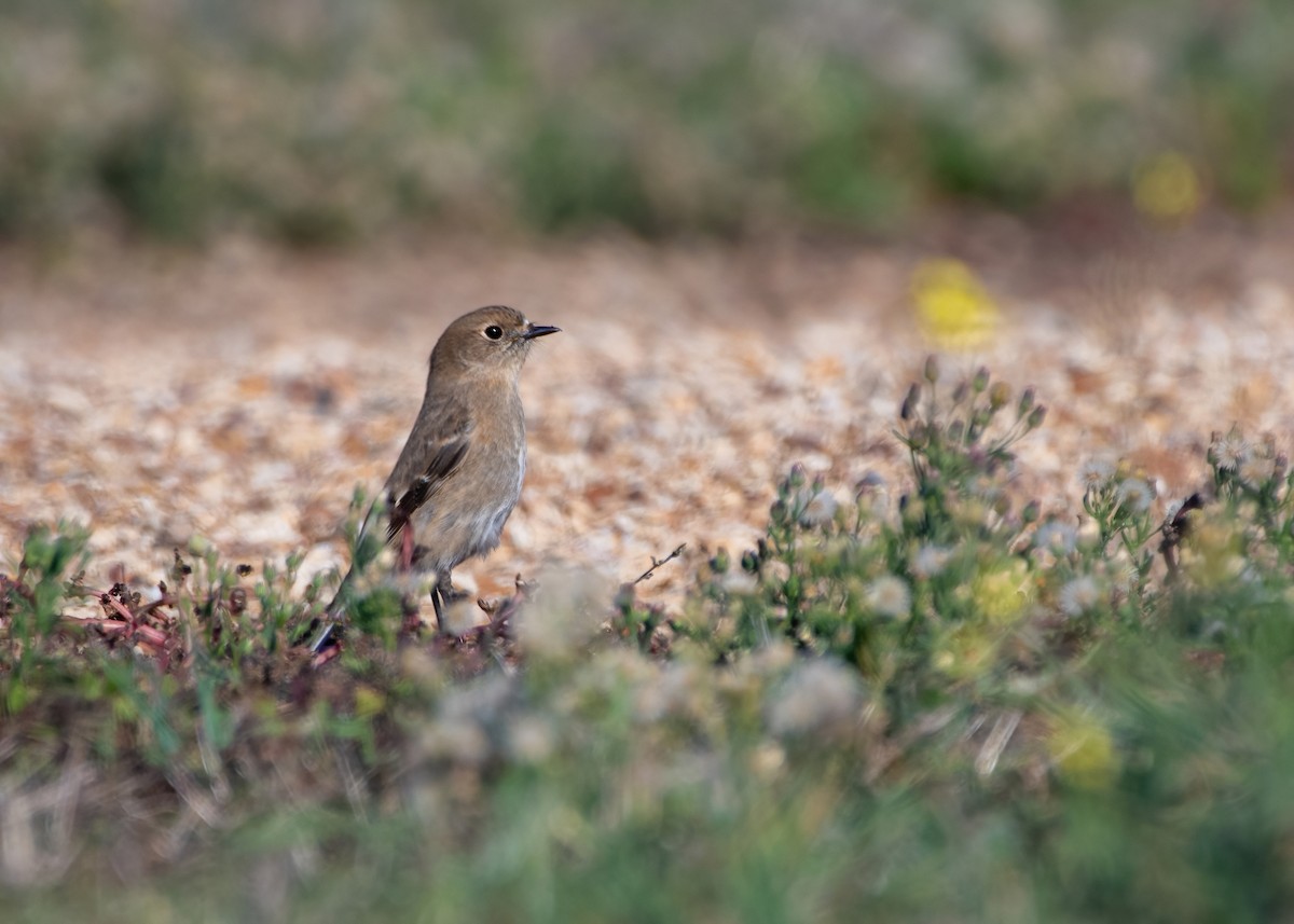 Flame Robin - ML636222394