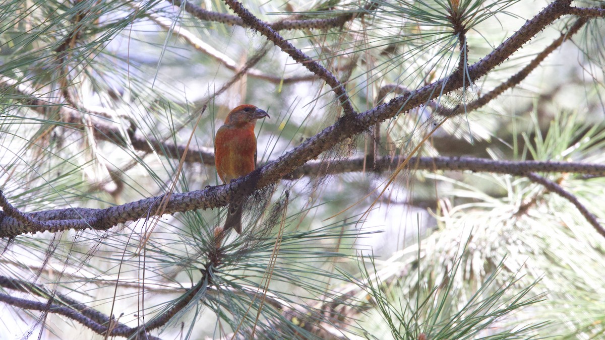 紅交嘴雀(Ponderosa Pine/type 2) - ML636222524