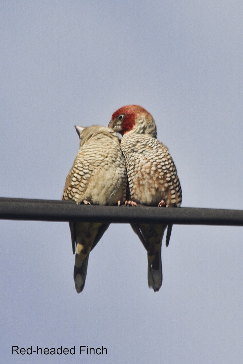 Red-headed Finch - ML636222545
