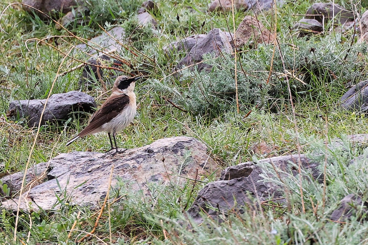 Monachella orientale - ML636222638