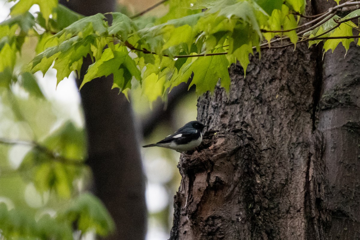 Black-throated Blue Warbler - ML636222641
