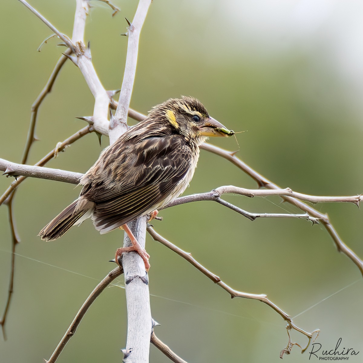 Streaked Weaver - ML636222645