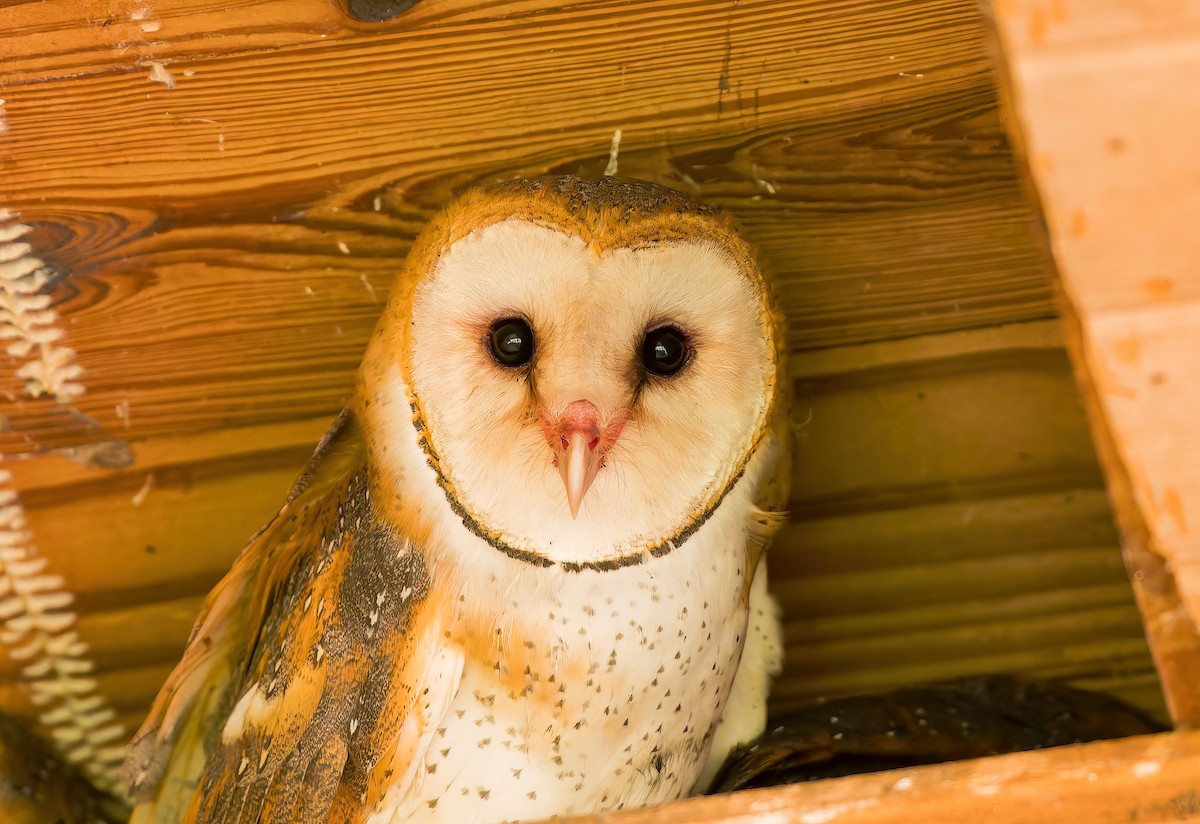 American Barn Owl - ML636222649