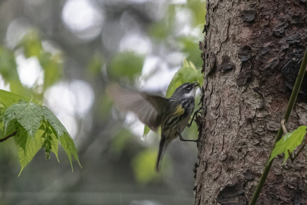Yellow-rumped Warbler - ML636222651