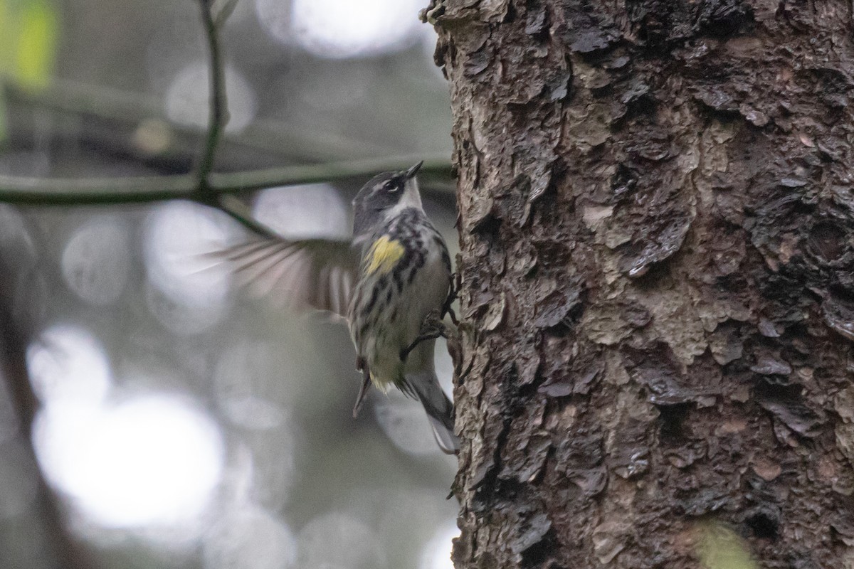Yellow-rumped Warbler - ML636222652