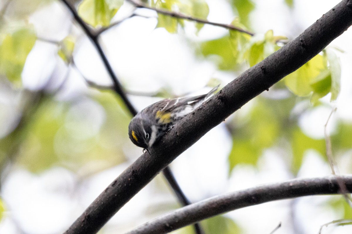 Yellow-rumped Warbler - ML636222653