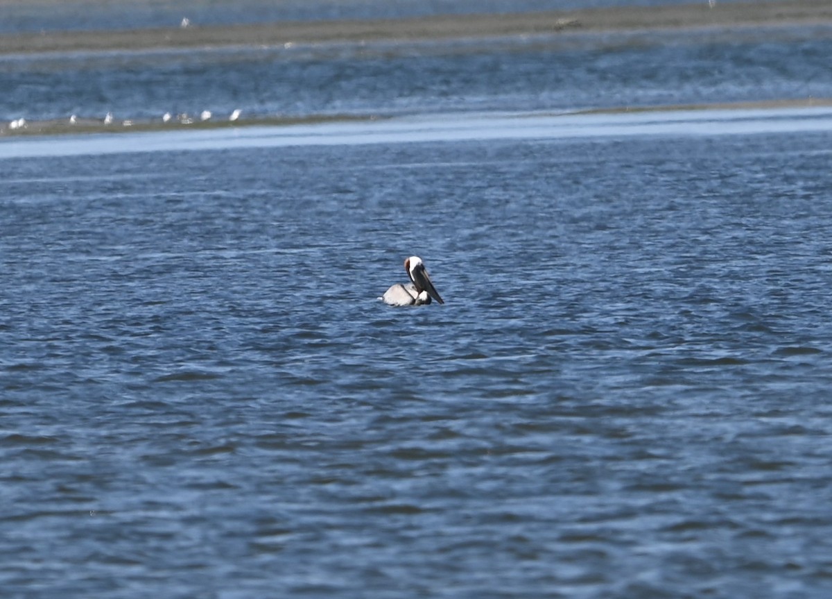 Brown Pelican - ML636222655